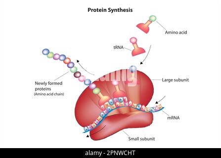 processo di traduzione delle proteine Illustrazione Vettoriale