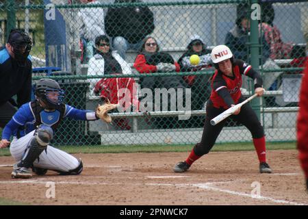 SLU Softball vs. Bradley (Braves) e Illinois settentrionale (Huskies) Foto Stock