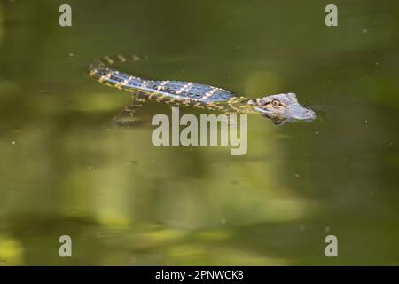 Baby alligatore nuoto, Florida Foto Stock