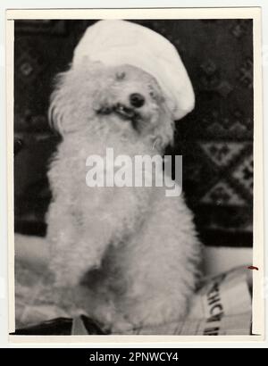 URSS - CIRCA 1980s: Foto d'epoca mostra cane - barzelletta con berretto divertente. Foto Stock