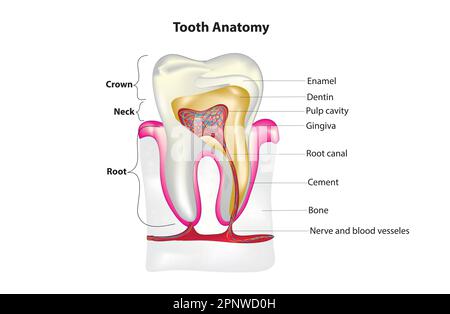 Anatomia del dente Illustrazione Vettoriale