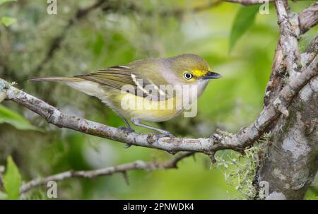 vireo (Vireo griseus) con gli occhi bianchi durante la migrazione primaverile, Galveston, Texas, USA. Foto Stock