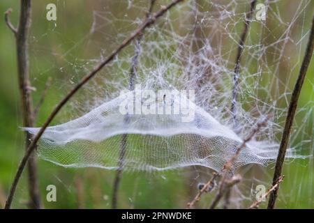 Cupola rete di ragno orbweaver basilica (Mecynogea lemniscata) coperta da rugiada mattutina, Brazos Bend state Park, Texas, USA. Foto Stock