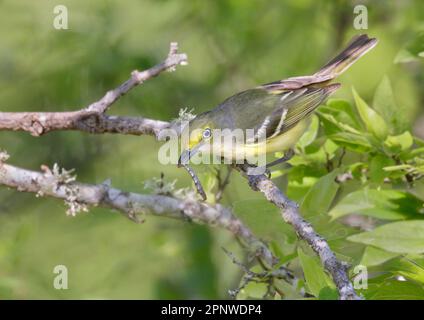 vireo (Vireo griseus) dagli occhi bianchi con un bruco geometrico nel becco durante la migrazione primaverile, Galveston, Texas, USA. Foto Stock