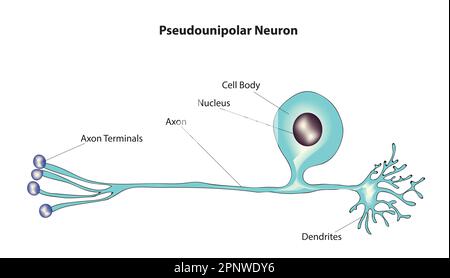 neurone pseudounipolare Illustrazione Vettoriale