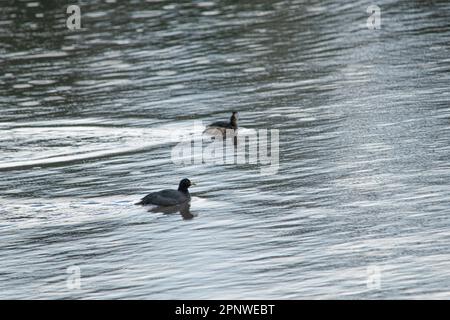 Bianco-tufted grebe che nuota nel lago Foto Stock