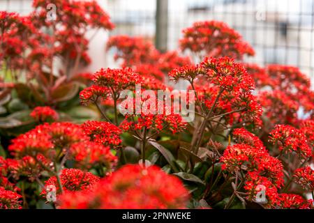 Lussureggianti fiori rossi Kalanchoe che crescono nel giardino Foto Stock