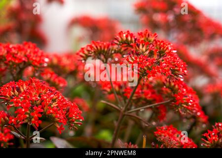Lussureggianti fiori rossi Kalanchoe che crescono nel giardino Foto Stock
