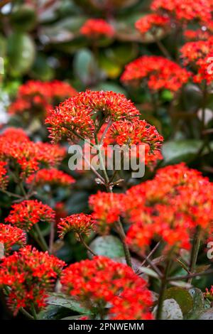 Lussureggianti fiori rossi Kalanchoe che crescono nel giardino Foto Stock
