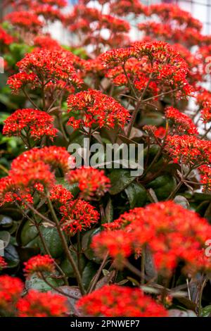 Lussureggianti fiori rossi Kalanchoe che crescono nel giardino Foto Stock
