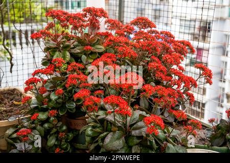 Lussureggianti fiori rossi Kalanchoe che crescono nel giardino Foto Stock