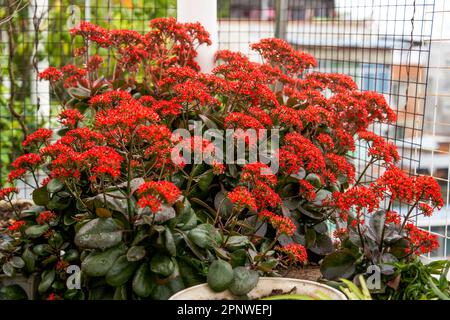 Lussureggianti fiori rossi Kalanchoe che crescono nel giardino Foto Stock