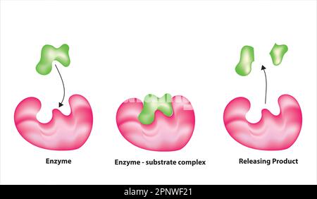 reazione enzimatica Illustrazione Vettoriale