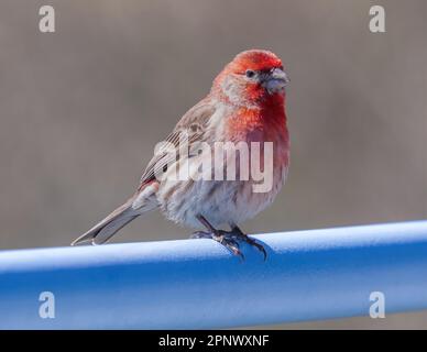 Casa Finch maschio arroccato su ringhiere. Palo Alto Baylands, Contea di Santa Clara, California, Stati Uniti. Foto Stock