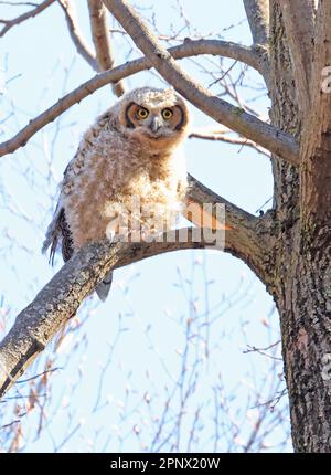 Cucciolo di gufo corno arroccato su un ramo d'albero nella foresta, Quebec, Canada Foto Stock