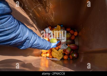 Braccio e mano con un guanto blu che cerca all'interno di un cestino per la spazzatura lattuga e verdure dalla spazzatura per riciclare e alimentare i loro polli aiutare sus Foto Stock