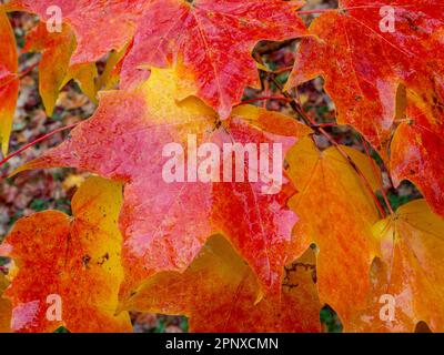 Un'immagine ravvicinata delle foglie colorate dell'autunno che sono cadute a terra Foto Stock
