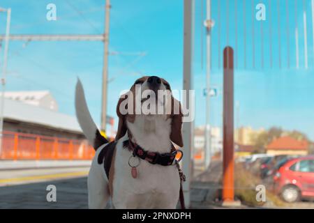 Il cane Beagle aspetta tristemente alla stazione. Il concetto di lealtà, abbandono e amicizia canina. Un cane devotamente in attesa del suo padrone. Foto Stock