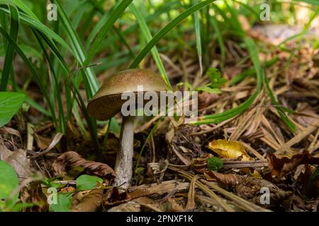 Leccinellum pseudoscabrum funghi in estate. Funghi che crescono nella foresta. Foto Stock