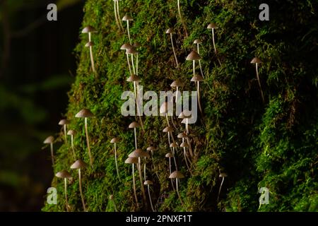 Funghi bianchi nella foresta, funghi Mycena piringa. Foto Stock