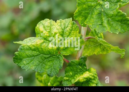 Afide gallica sulle foglie di ribes rosso. La peste danneggia le foglie di ribes, le protuberanze rosse sulle foglie del cespuglio dalla malattia parassitaria. Foto Stock