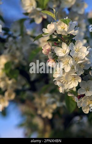 Rami di prugne in fiore visti da vicino su un cielo tramonto come sfondo Foto Stock