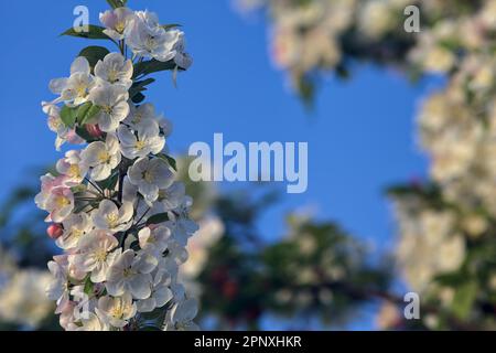 Rami di prugne in fiore visti da vicino su un cielo tramonto come sfondo Foto Stock