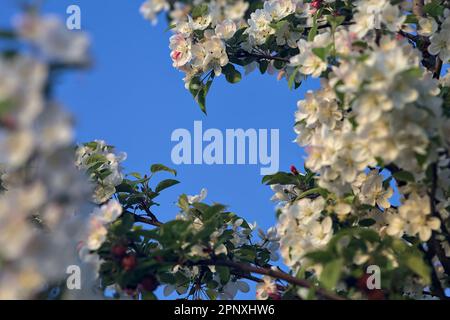 Rami di prugne in fiore visti da vicino su un cielo tramonto come sfondo Foto Stock