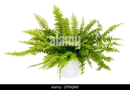 Pentola con foglie di felce verde brillante e rigogliose con steli sottili isolati su fondo bianco Foto Stock