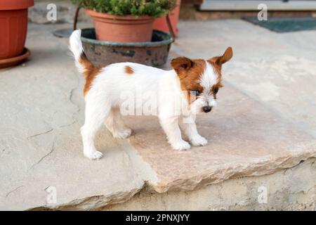 Adorabile Jack Russell Terrier cucciolo in piedi su portico di pietra vicino a vasi da fiori di giorno Foto Stock