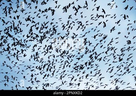 corvi sul cielo come sfondo naturale piacevole Foto Stock