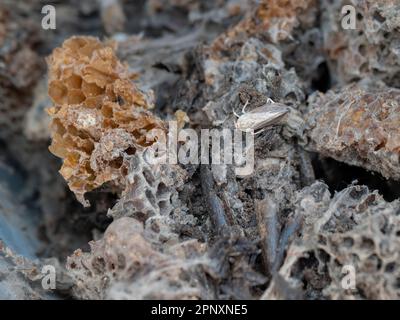 Falena di cera o Galleria mellonella e nido d'ape danneggiato, fuoco selettivo. Peste in apicoltura. Pesti di alveari. Parassita del miele selvatico e coltivato Foto Stock