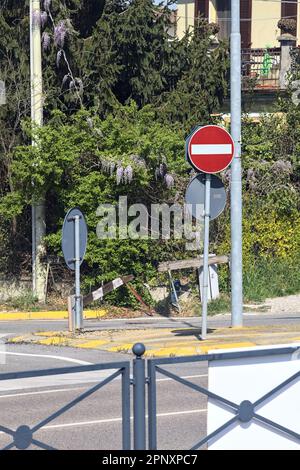 Siepe con glicine che cresce su di esso da un incrocio in una strada di campagna Foto Stock