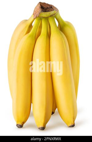 Banana isolata. Mazzo di banane in posizione verticale isolato su sfondo bianco con percorso di ritaglio Foto Stock