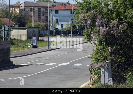 Siepe con glicine che cresce su di esso da un incrocio in una strada di campagna Foto Stock