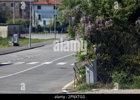 Siepe con glicine che cresce su di esso da un incrocio in una strada di campagna Foto Stock