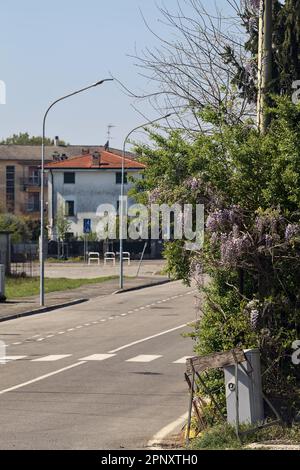 Siepe con glicine che cresce su di esso da un incrocio in una strada di campagna Foto Stock