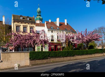 Ciliegio giapponese rosa (Prunus serrulata o Cerasus serrulata) alberi fioriti a Varkerulet con Torre di guardia del fuoco, Sopron, Ungheria Foto Stock