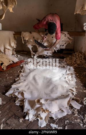 Un operaio nelle concerie di Fez ammorbidisce le pelli già conciate con un attrezzo speciale che viene spinto con il petto. Foto Stock