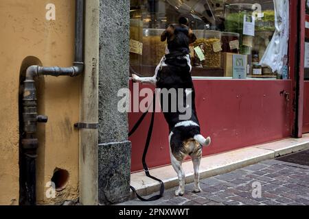 Cane che desidera al cibo in una vetrina di un negozio di alimentari Foto Stock