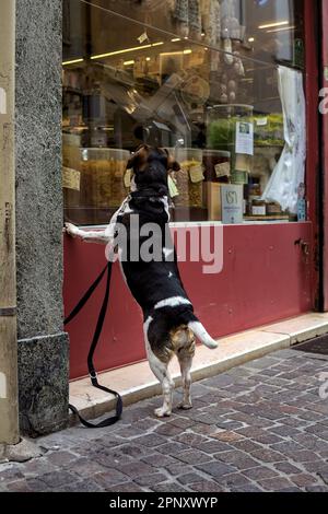 Cane che desidera al cibo in una vetrina di un negozio di alimentari Foto Stock