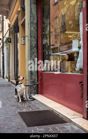 Cane che desidera al cibo in una vetrina di un negozio di alimentari Foto Stock