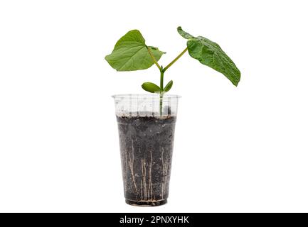 Una tazza di plastica riciclata trasparente con foglie di fagiolo di spada che crescono in essa Foto Stock