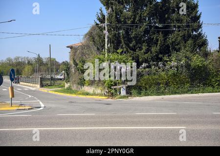 Siepe con glicine che cresce su di esso da un incrocio in una strada di campagna Foto Stock