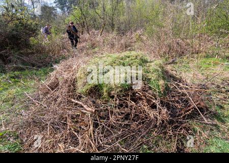 Volontari che creano mucchi di serpenti d'erba per i serpenti Natrix helvetica per deporre le uova, Inghilterra, Regno Unito, fatto di rami di albero tagliati, talee di erba e concime Foto Stock