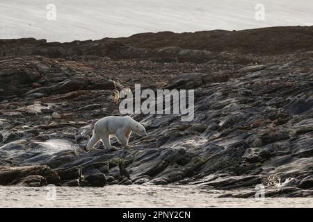 L'orso polare cammina lungo la spiaggia per trovare cibo. Alla ricerca di cibo. Artico, Svalbard, Spitsbergen, Norvegia Foto Stock