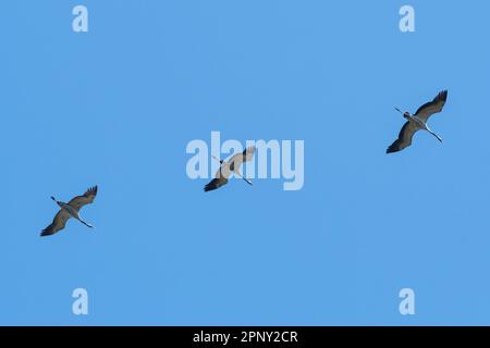 Tre gru (Grus grus) in volo sorvolando la riserva naturale di Otmoor RSPB in primavera, Oxfordshire, Inghilterra, Regno Unito Foto Stock