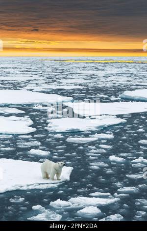 L'orso polare cammina curioso su un iceberg di deriva bianco coperto di neve nell'Oceano Artico.Arctic, Svalbard, Spitsbergen, Norvegia Foto Stock