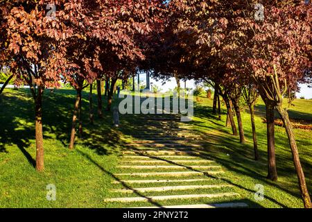 scala in legno su erba verde ascendente attraverso l'ombra degli alberi Foto Stock