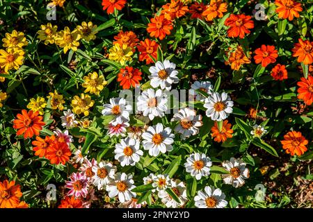 varietà di fiori di zinnia di diversi colori Foto Stock